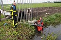 paardje in sloot zwijndrecht17-11-10 (4)